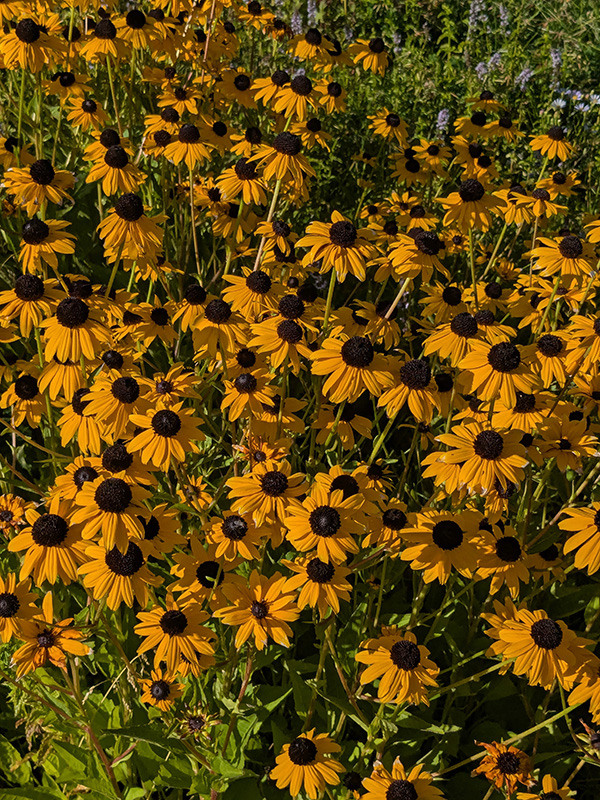 A large bunch of yellow and brown colored flowers