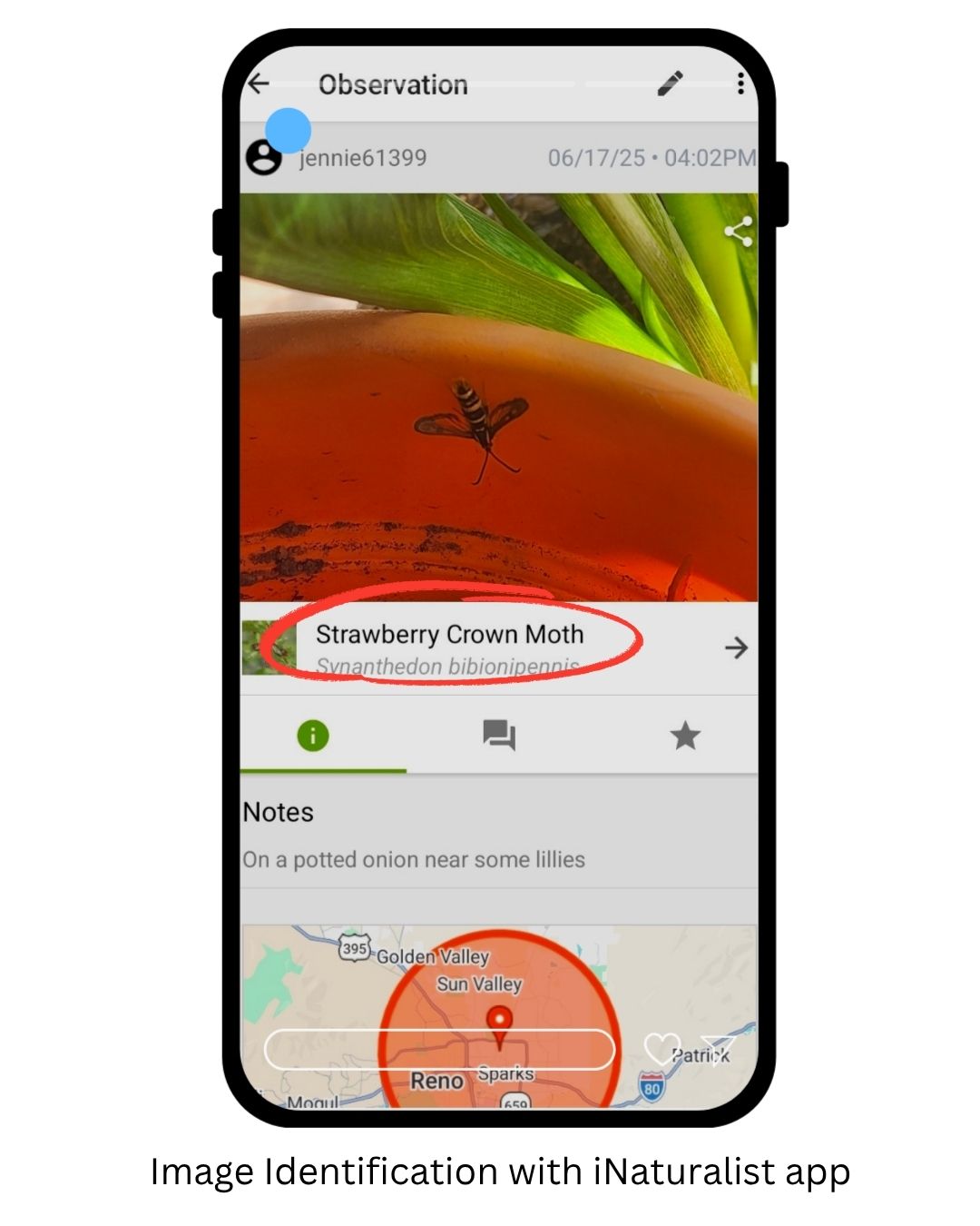 A phone screenshot of the iNaturalist app identifying a black and yellow bee like insect as a Painted Moth