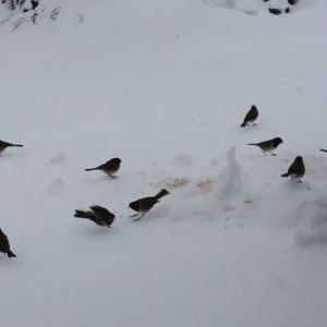 House finches on snowy ground