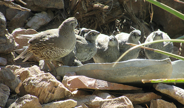 A group of five gray quail birds