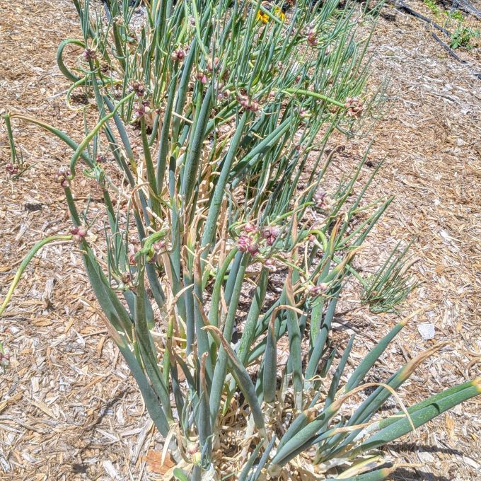 row of garlic in the Caliente Community Garden