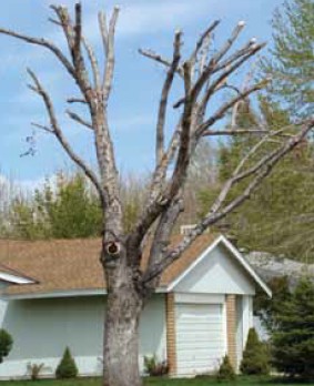 A picture of a mature tree with the top branches badly removed.