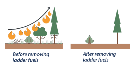 Illustration pair, with first illustration showing a flame traveling from small plants up to taller plants, showing potential fire spread before removing ladder fuels. The second illustration shows a small shrub, recommended empty space, and then a tall tree, demonstrating recommended appearance after removing ladder fuels.