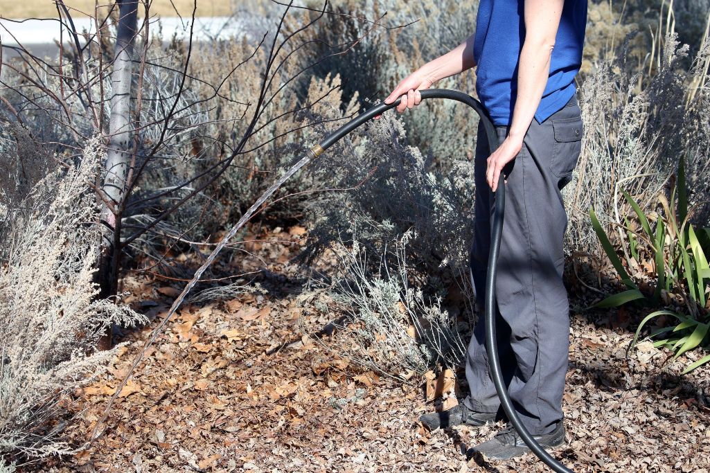 Hand watering with a hose.