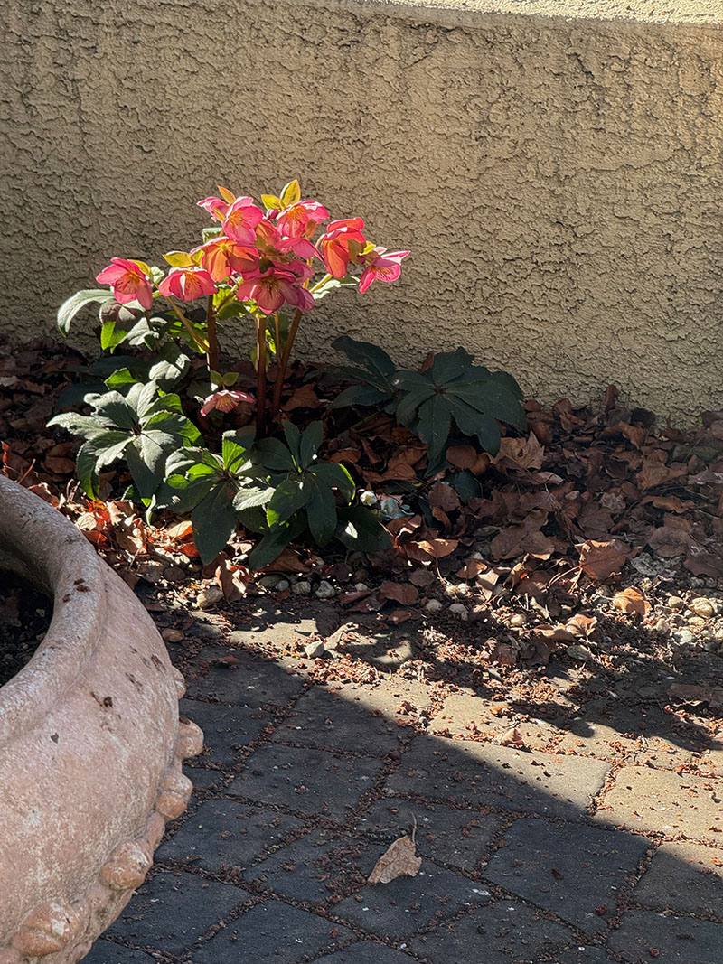 pink and yellow flowers with leaves on the ground