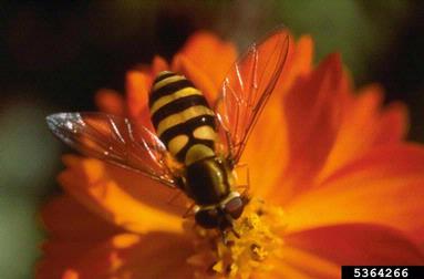 An adult syrphid fly sipping nectar on an orange flower looks very much like a bee.