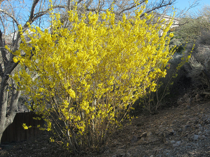 yellow colored shrub
