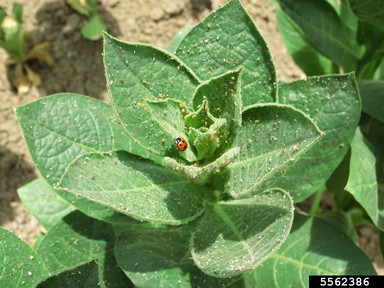 A ladybug on an aphid covered leaf.