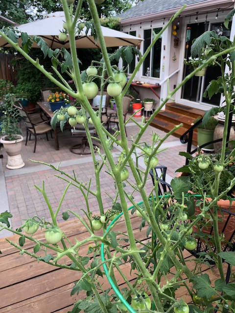 Tall green tomato plant with a white house and patio table in background