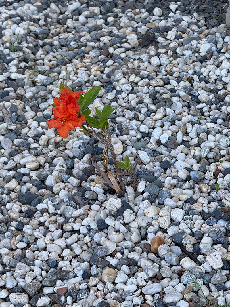 Bright orange colored flowers in the middle of small white  and gray rocks.