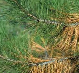 A pine tree with significantly yellow needles.