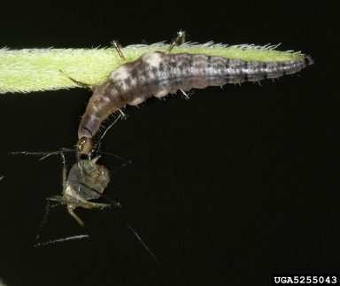 A young lacewing hangs upside down from a leaf eating an aphid.