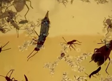 Tijeretas ahogadas en una trampa