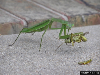 A young green praying mantis standing on a footpath eating a smaller insect.