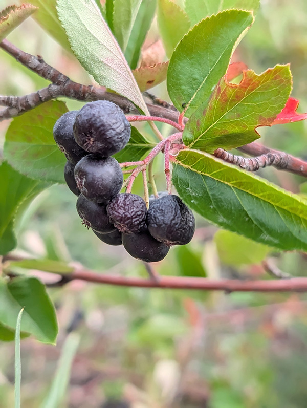 Close up of a few dark purple berries on a tree branch