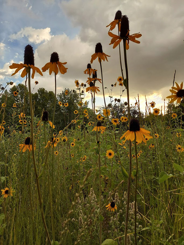 A meadow of yellow flowers.
