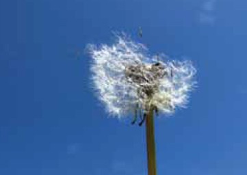 A dandelion in its characteristic fluffy seed stage.