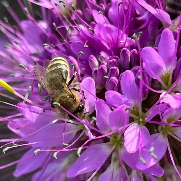 Bee on purple flower
