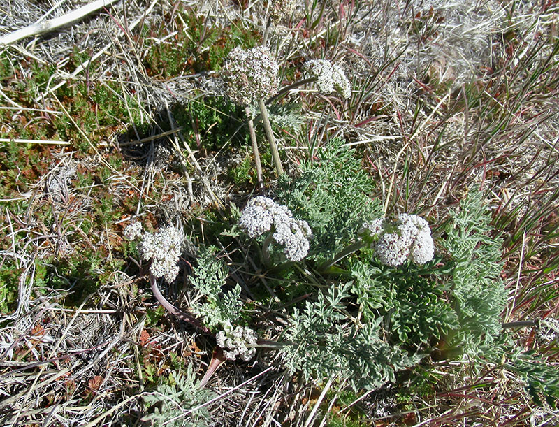 Group of people outside with snow on the ground and looking at a tree.