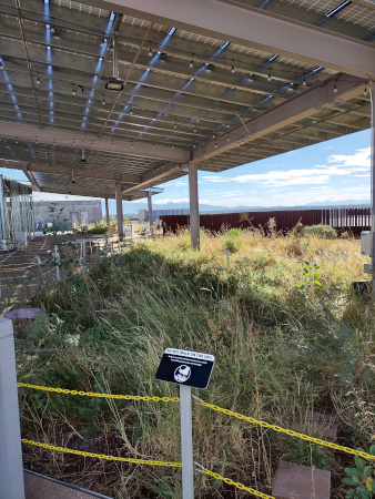 Native plants grow under a rooftop solar installation