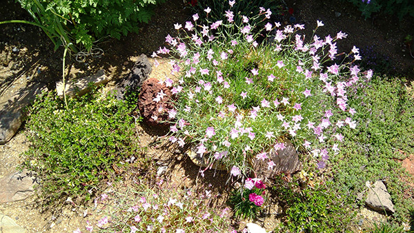 Small green bushes with small pink flowers on dirt and rocks