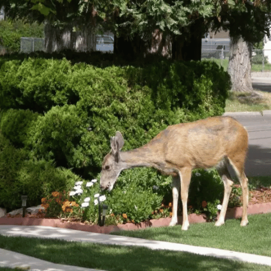 Deer eating flowers