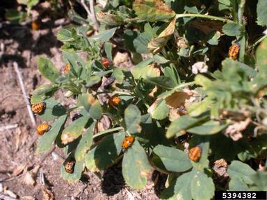 A group of mixed adult and young lady bugs feed on a aphids on a garden plant.
