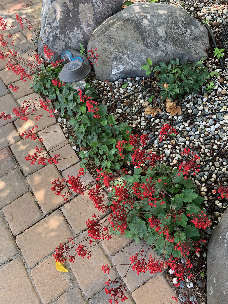 ground cover of green plants with red flowers, bricks and white small rocks