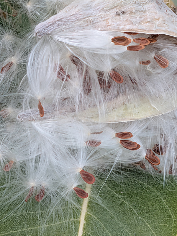 White hairy plant with brown seeds and green leaf in the background