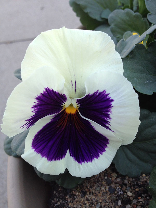 two small pots with grass.