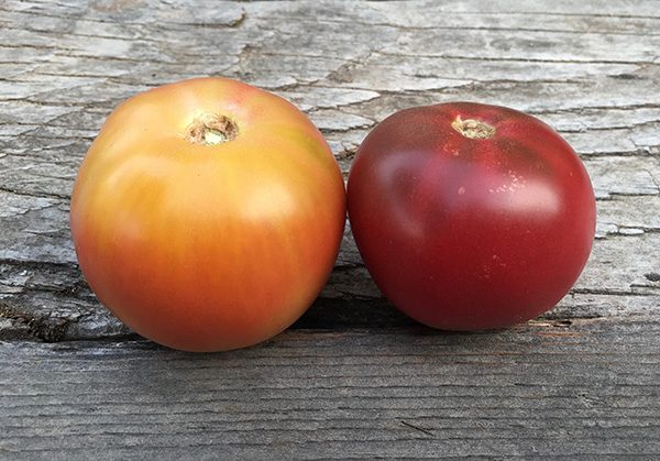 A yellow and red tomato
