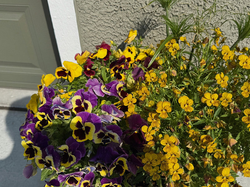 a few bunches of green grass.