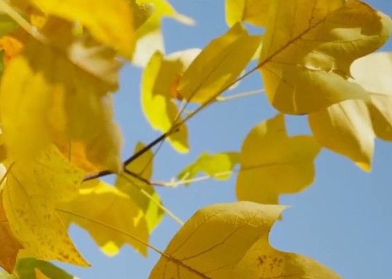  Un &aacute;rbol grande y sano con hojas amarillas de oto&ntilde;o.