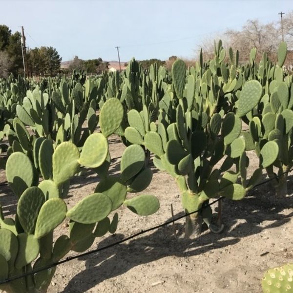 field of cacti  