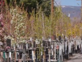 Una hilera de &aacute;rboles nuevos esperando a ser plantados.