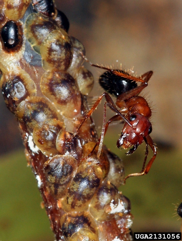 Ants are attracted to the honeydew that scales produce.