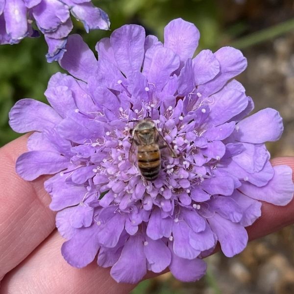 Bee on purple flower