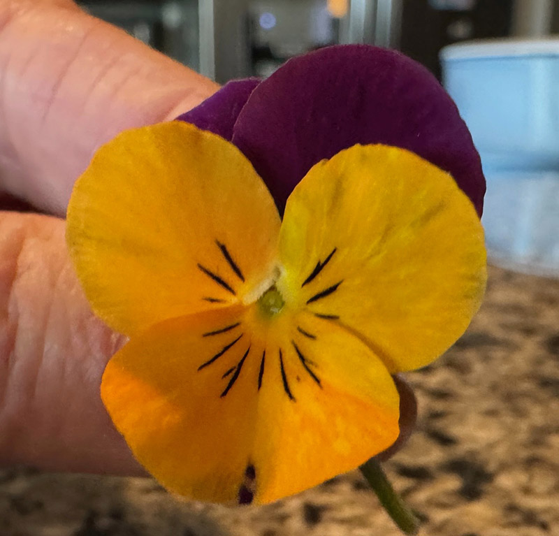 a window sill with many potted plants.