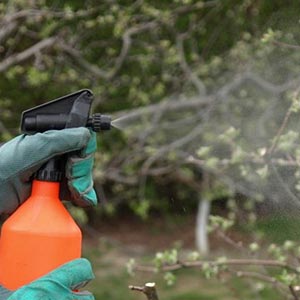 A gloved hand sprays mist from an unlabeled bottle on to a plant