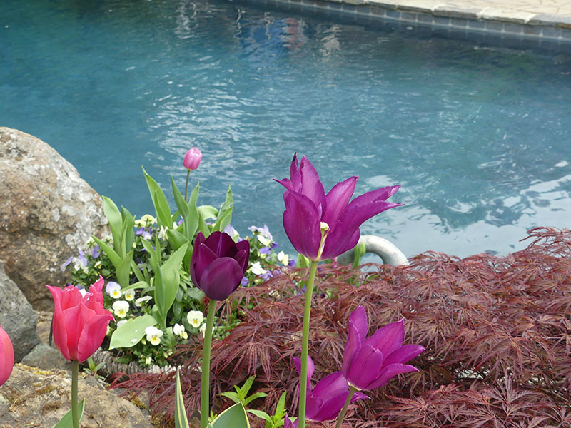 purple and pink tulips, white small flowers and red leafy plants in front of water