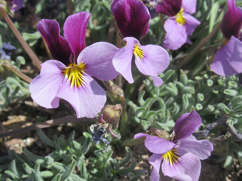 red and yellow sunflower bouquets on a greed table.