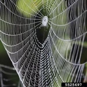 A house spider upside down on a large web