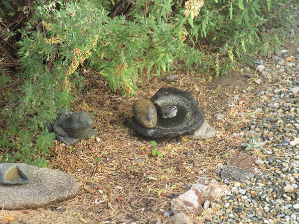 Rocks and bark ground cover under green bushes
