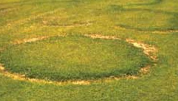 A yellow circle in an otherwise green lawn.