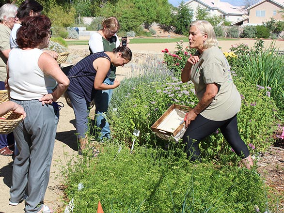 Master Gardeners Of Clark County, North Las Vegas Gardeners