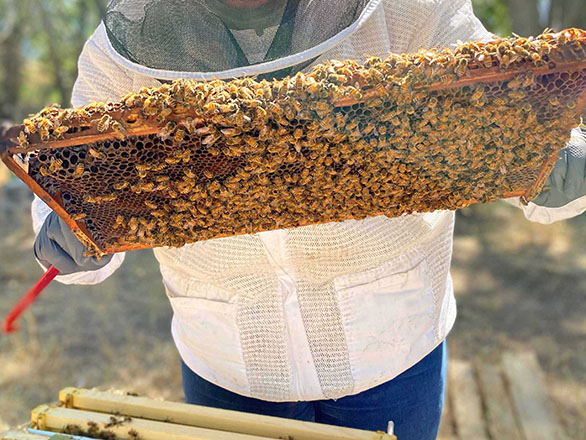 Beekeeping  N.C. Cooperative Extension