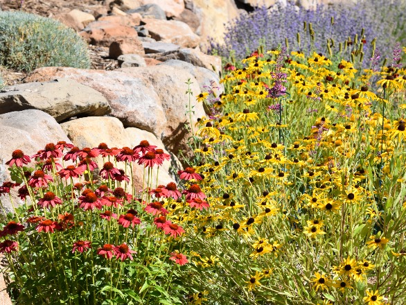 Pink, yellow, and purple native flowers in landscape surrounded by rock terrace landscaping