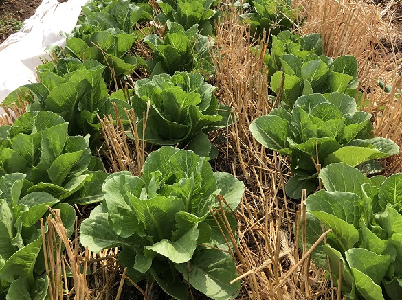 Lettuce interplanted with a Rye covercrop