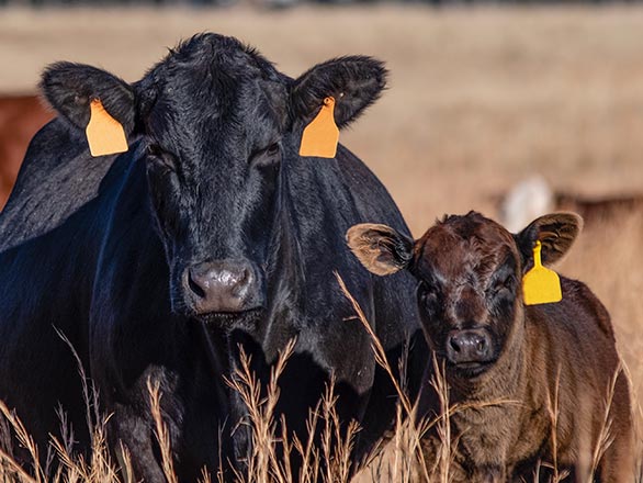 black angus cow-calf pair