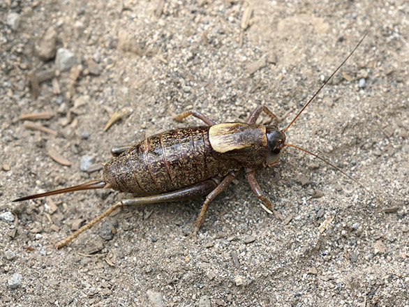 female mormon cricket